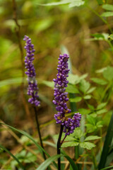 木陰でひっそりと咲くヤブラン