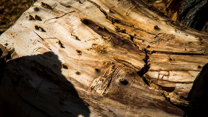 old wood texture