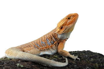 Bearded Dragon Hypo closeup on isolated background, Bearded Dragon Red Hypo side view on wood, Bearded Dragon Hypo closeup
