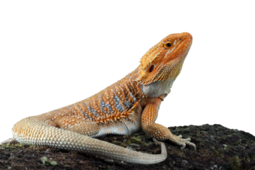 Bearded Dragon Hypo closeup on isolated background, Bearded Dragon Red Hypo side view on wood, Bearded Dragon Hypo closeup