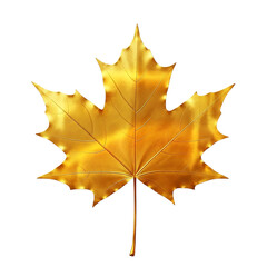 Obraz premium Golden maple leaf isolated on black background autumn season