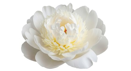 Fototapeta premium White Peony Flower Blooming Elegant Soft Petals Isolated on White Background