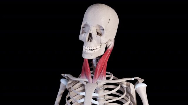 Sternocleidomastoid Muscle Movement