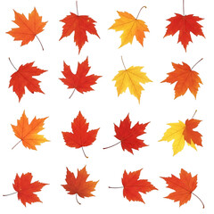 Obraz premium Collection of autumn maple leaves on black background