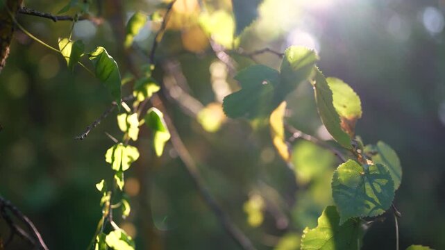 Sunlight filters through leaves, casting light and shadows on the leaves. Green leaves sway in a gentle breeze, with sunlight highlighting the natural green and brown tones.