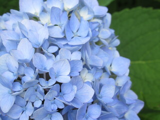 Zbliżenie na niebieski kwiat hortencji © Kumulugma