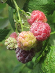 Zbliżenie na owoce maliny © Kumulugma