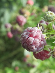 Zbliżenie na owoce maliny © Kumulugma