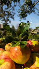 Fresh ripe apples with green leaves in sunlight, autumn harvest in orchard, natural seasonal fruit background