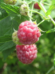 Zbliżenie na owoce maliny © Kumulugma