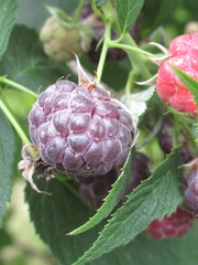 Zbliżenie na owoce maliny © Kumulugma