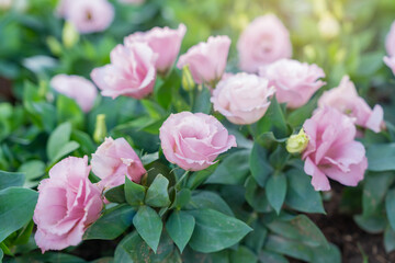 Pink Lisianthus flowers are blooming in the warm sunlight in the morning.