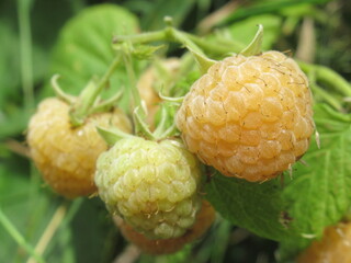 Zbliżenie na owoce maliny © Kumulugma