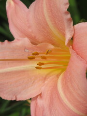 Zbliżenie na beżowe kwiaty liliowca © Kumulugma