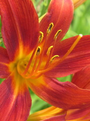 Zbliżenie na czerwony kwiat liliowca © Kumulugma