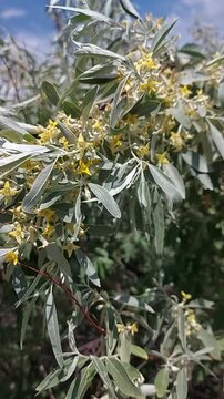 Blooming silver olive. Yellow fragrant silver olive flowers. 