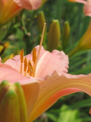 Zbliżenie na beżowe kwiaty liliowca © Kumulugma