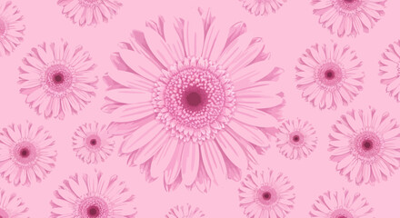 Pink floral pattern, gerbera daisies on pink background