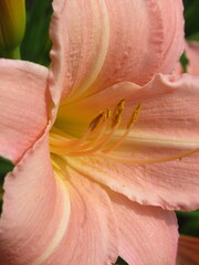 Zbliżenie na beżowe kwiaty liliowca © Kumulugma