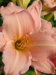 Zbliżenie na beżowe kwiaty liliowca © Kumulugma