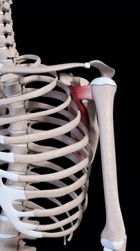Subscapularis Muscle Movement Vertical Video