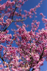 Vibrant pink cherry blossom flowers elegantly bloom against clear blue sky, capturing beautiful essence of spring. Bright natural display evokes feelings of joy and renewal