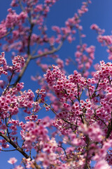 Beautiful pink cherry blossom tree blooming vibrantly under clear blue sky. Peaceful scene evoking feelings of spring and natural beauty, with delicate petals creating stunning display