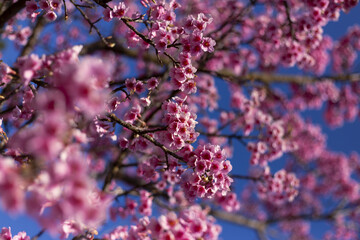 Vibrant pink flower bloom with delicate petals against bright blue sky, showcasing fresh beauty of cherry blossom tree in spring. This natural scene evokes feeling of joy and renewal