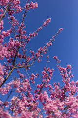 Vibrant pink blossom, tree branch, and delicate flower against clear blue sky capture joyful essence of spring. Bright natural scene evokes cheerfulness and new life, highlighting vivid flora