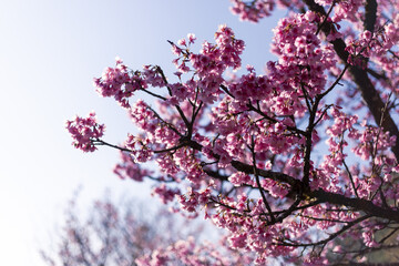 Fototapeta premium Vibrant pink cherry blossoms bloom gracefully under bright spring sky, evoking feelings of joy and serenity in this beautiful natural scene