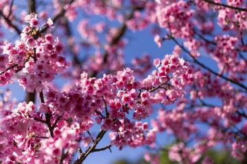 Vibrant pink cherry blossoms burst open on delicate tree branches, creating breathtaking and serene natural display against brilliant blue sky, symbolizing beauty of spring