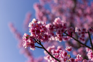 Vibrant pink cherry blossom flowers bloom beautifully bright blue sky, bathed warm sunlight. Nature delicate artistry evokes feeling of joyous spring renewal and fresh beauty sunny day