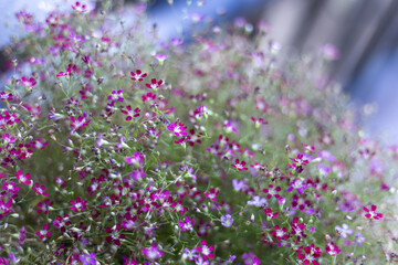 Naklejka premium Vibrant tiny purple and pink flowers form lush carpet, exuding natural beauty. Delicate springtime blossoms present serene charm, offering delightful visual display. feeling of joy and peaceful