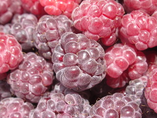 Zbliżenie na owoce maliny © Kumulugma