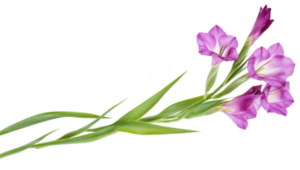 A arrangement of purple gladiolus flowers elegantly positioned against a clean white background. their delicate petals and lush green leaves. ideal for floral design inspiration