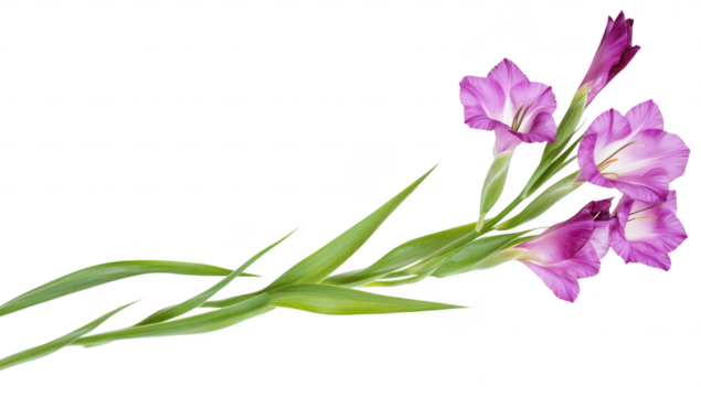 A arrangement of purple gladiolus flowers elegantly positioned against a clean white background. their delicate petals and lush green leaves. ideal for floral design inspiration