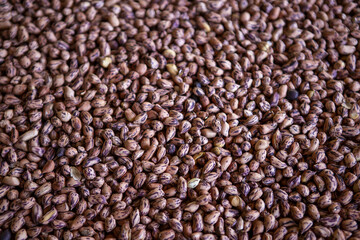 Numerous small, dried brown and purple speckled beans fill frame, promising delicious, wholesome meal. Hearty legumes offer versatile ingredient, providing satisfying culinary experience