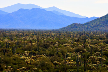 Landscape Sonoran Desert Arizona