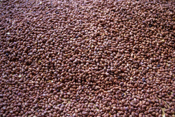 Numerous small brown seeds, densely packed, forming an inviting natural texture. An organic ingredient, healthy and abundant, conveying wholesome sense of growth and potential harvest