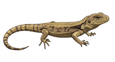 Obraz premium Vector Illustration of Lizard – Cold-Blooded Reptile Vector illustration of a lizard, a cold-blooded reptile with scaly skin, commonly found in diverse habitats around the world. Known for its ability