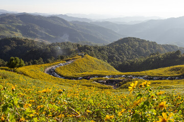 Vast panoramic landscape of golden yellow blooming flowers covering rolling hills, winding road gracefully curves through vibrant natural scenery. Distant mountain ranges offer peaceful