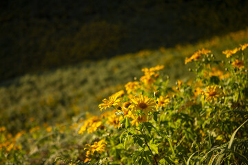 Vibrant yellow flowers bloom across peaceful green hillside, creating serene natural landscape. sunny outdoors feature an abundant field with gentle slope