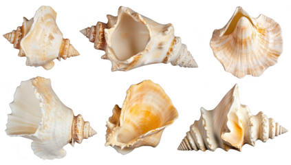 A collection of various seashells displayed from multiple angles. their intricate textures and patterns against a clean white background. ideal for nature-themed projects or educational materials