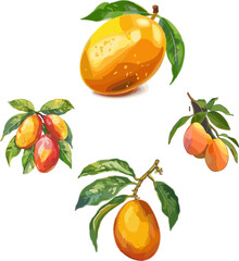 Set of mango fruit no background in color style 