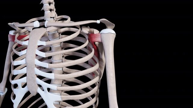 Subscapularis Muscle Movement