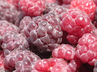 Zbliżenie na owoce maliny © Kumulugma