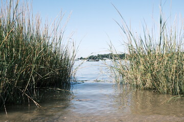 reeds on the beach