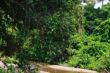 Scenic view of tropical rainforest with a clear river stream and dense green foliage in Papua,...