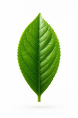 Fototapeta premium Isolated green tea leaf.