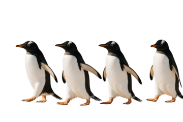 Group of four penguins walking side by side, realistic style, isolated on white background, concept of wildlife element or clean design layout. Ai generative